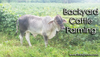 Backyard Cattle Farming copy