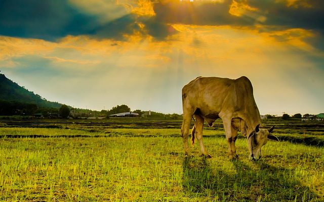 simple backyard cattle investmen